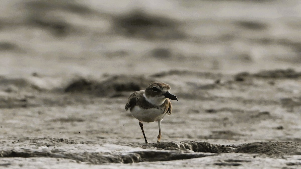 Wilsonregenpfeifer - ML646413815