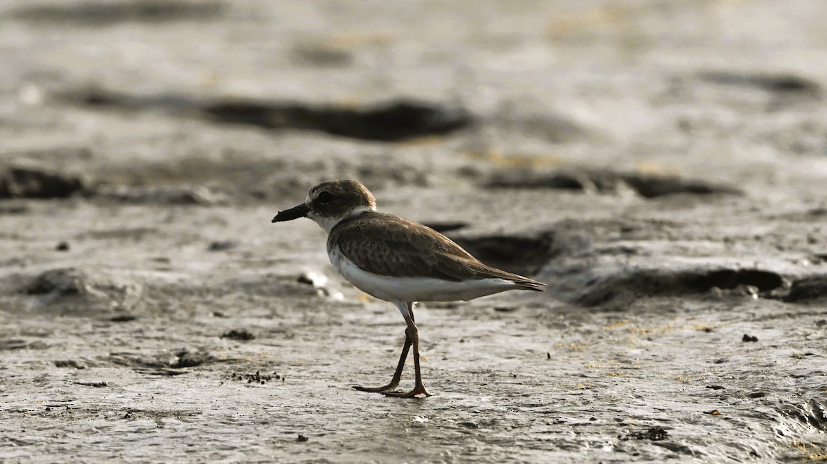 Wilsonregenpfeifer - ML646413816
