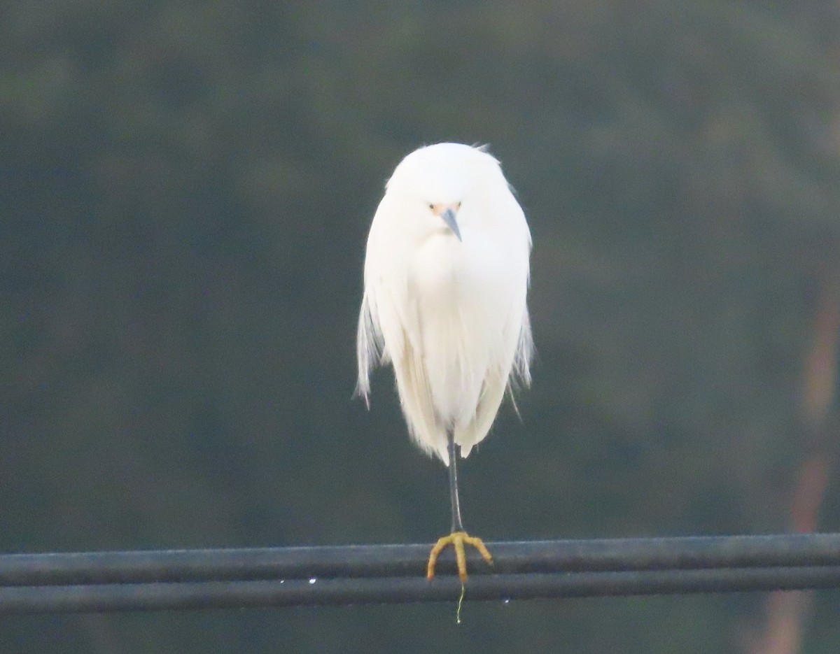 Snowy Egret - ML646413817