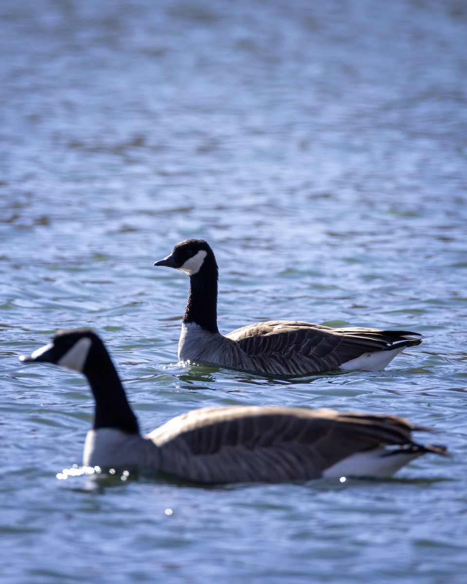 Cackling Goose - ML646413820