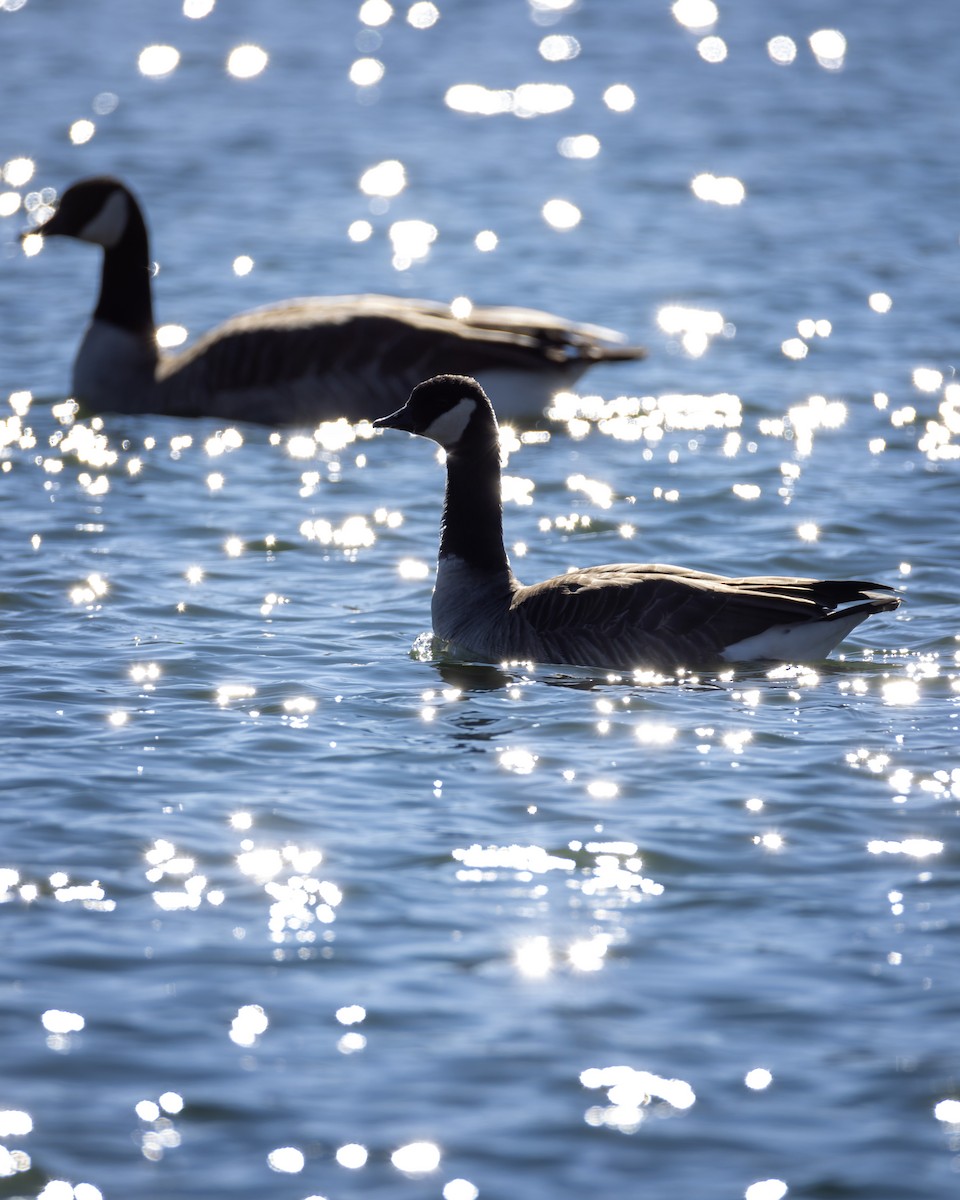 Cackling Goose - ML646413821