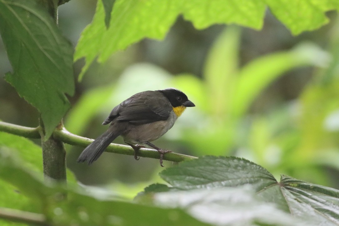 White-naped Brushfinch - ML646413824