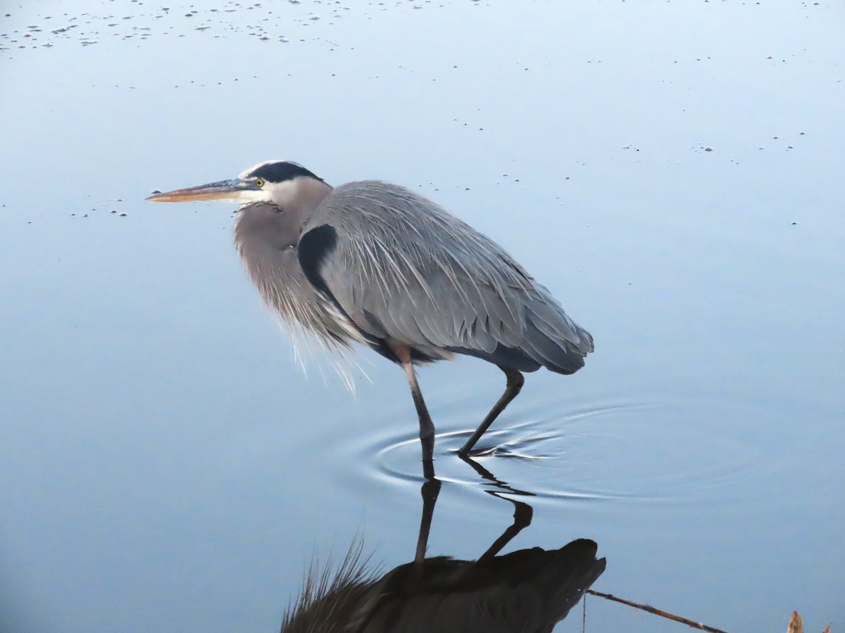 Great Blue Heron - ML646413825
