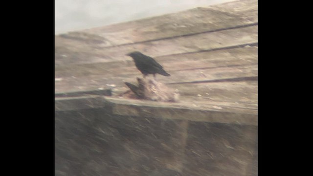 Рыбная ворона - ML646413826