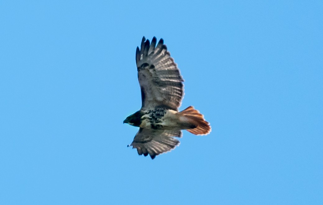 Red-tailed Hawk - ML646413827