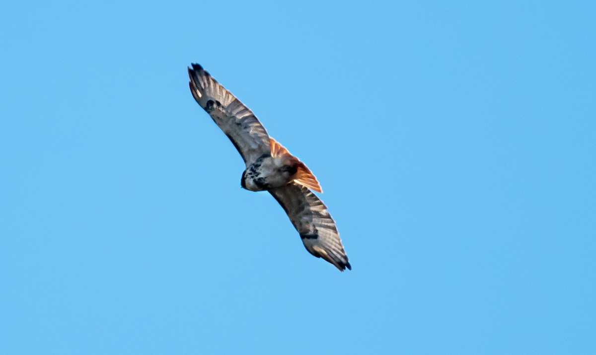 Red-tailed Hawk - ML646413828