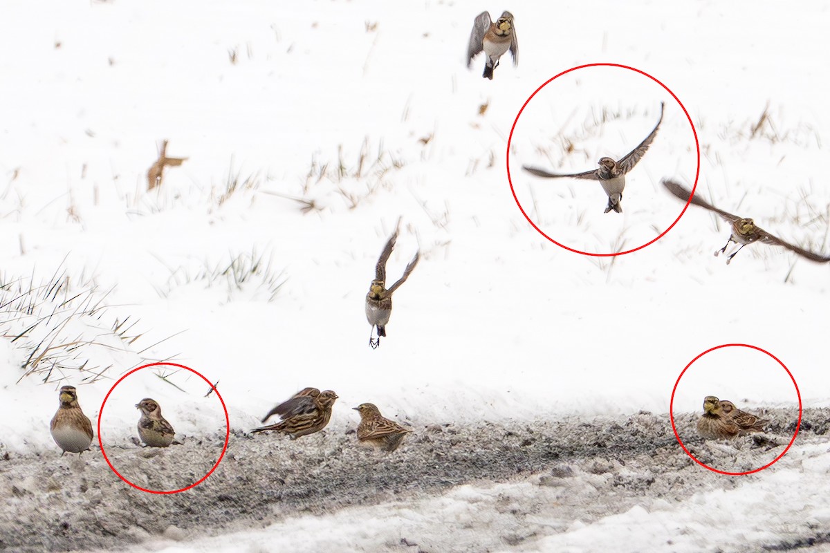 Lapland Longspur - ML646413831