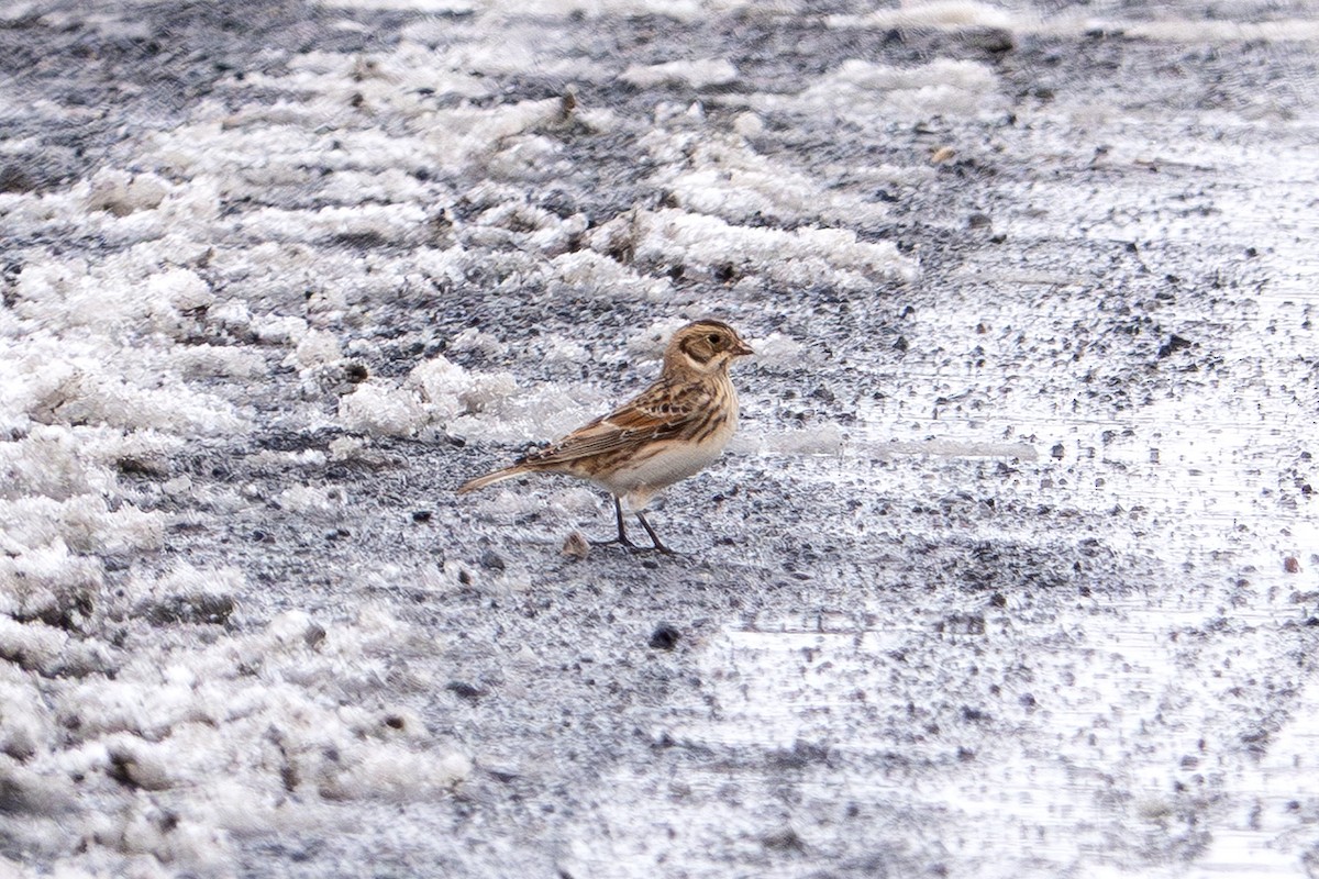 Lapland Longspur - ML646413832