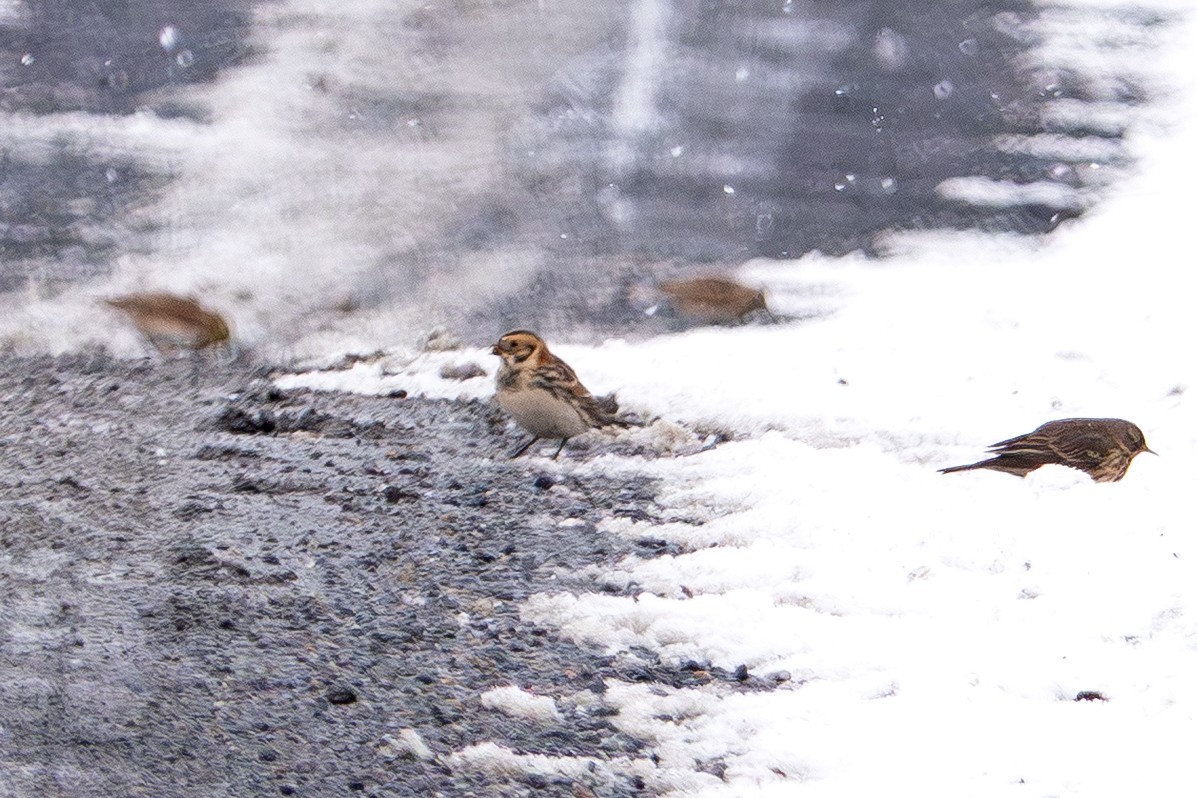 Lapland Longspur - ML646413834