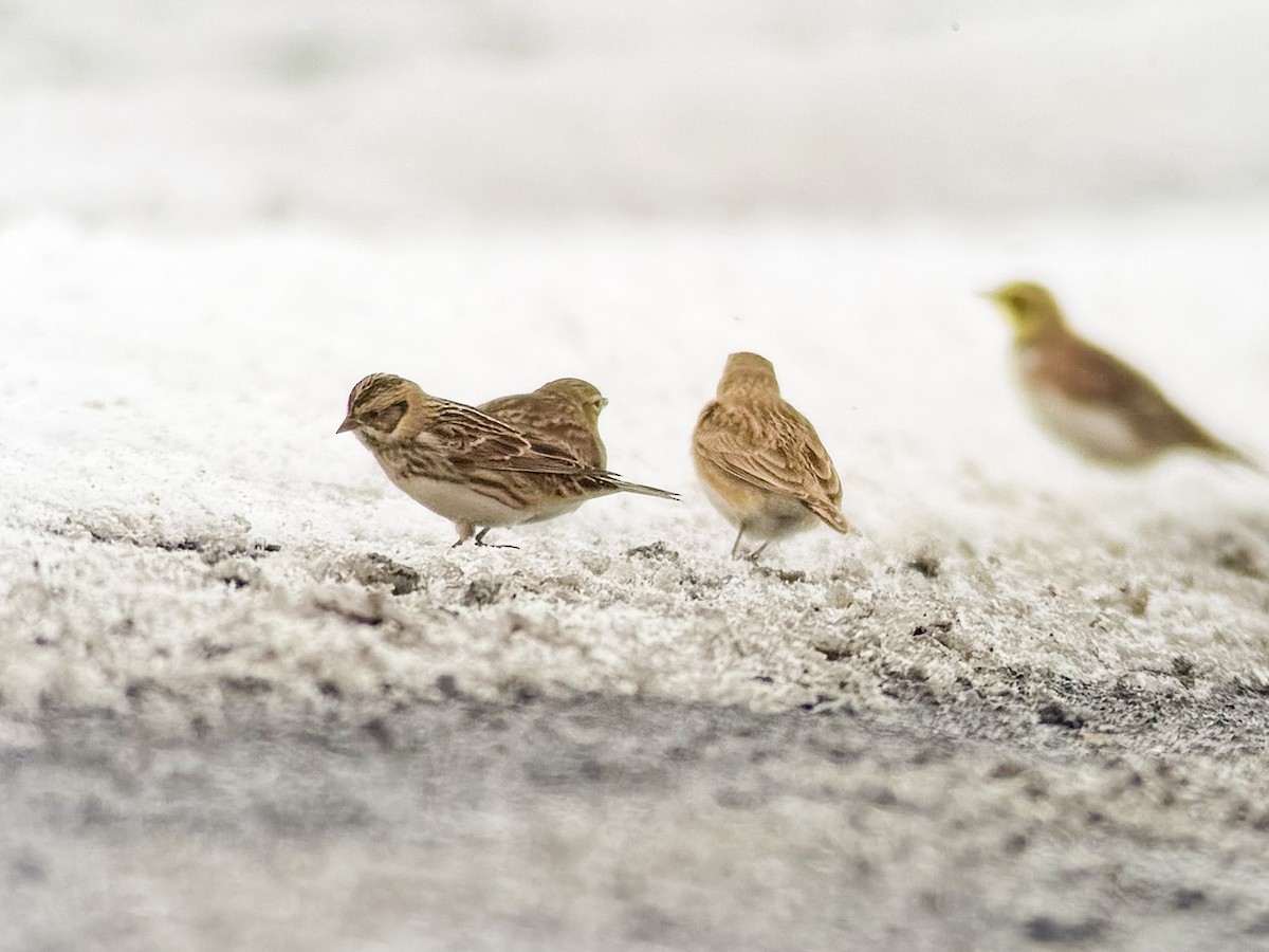 Lapland Longspur - ML646413835