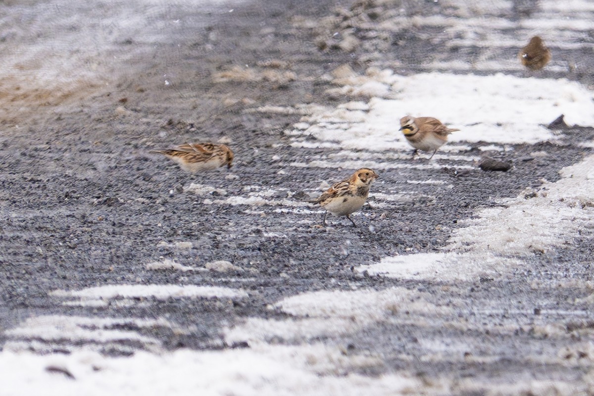 Lapland Longspur - ML646413836