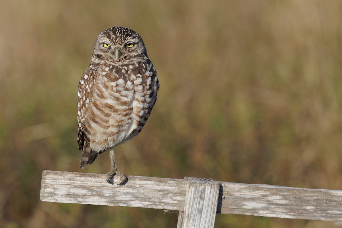Burrowing Owl - ML646413837