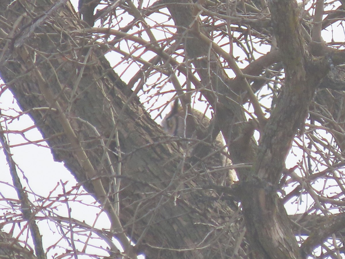 Great Horned Owl - ML646413838