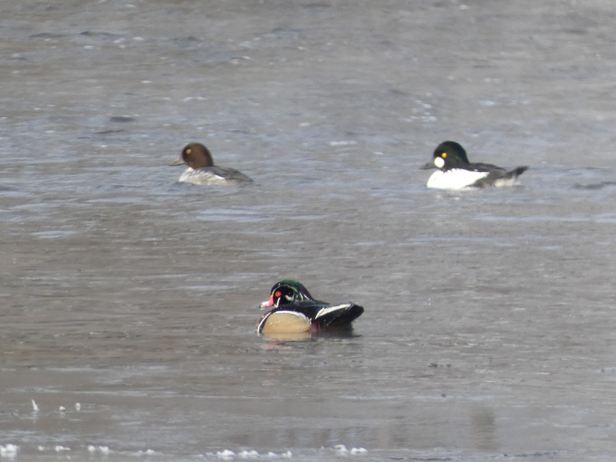 Wood Duck - ML646413839
