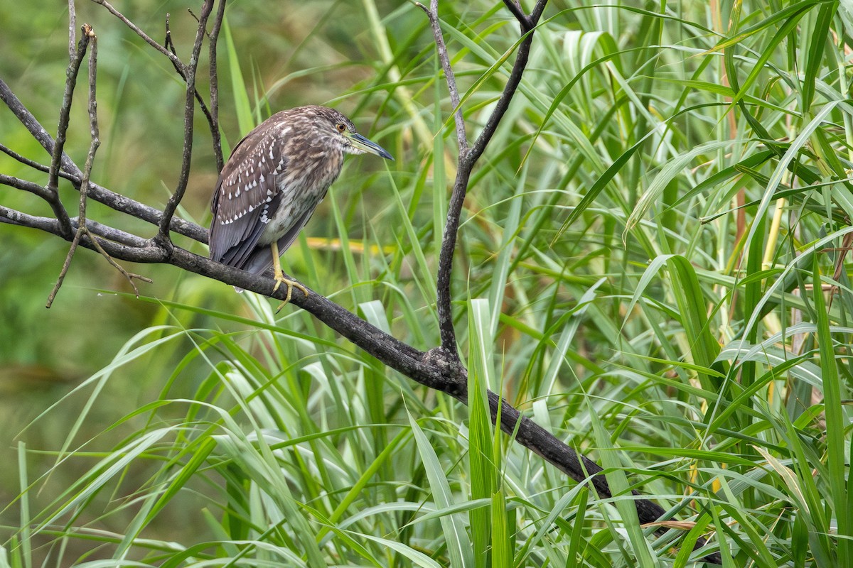 夜鷺 - ML646413842