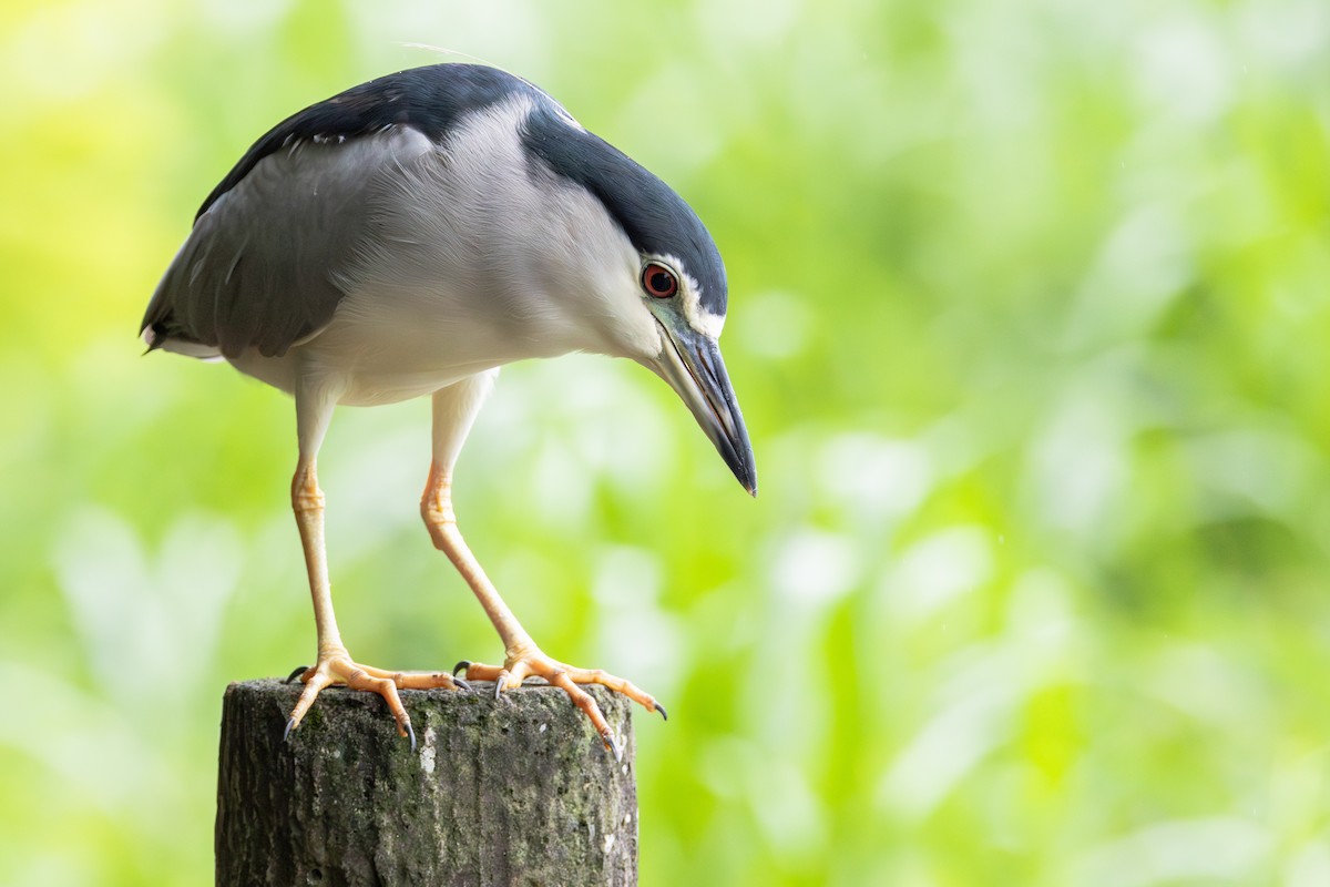 夜鷺 - ML646413844