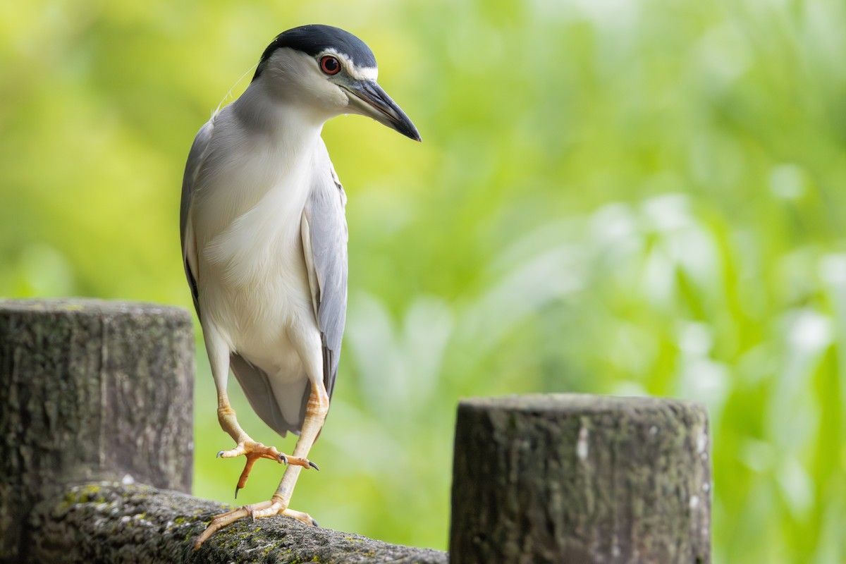 夜鷺 - ML646413845