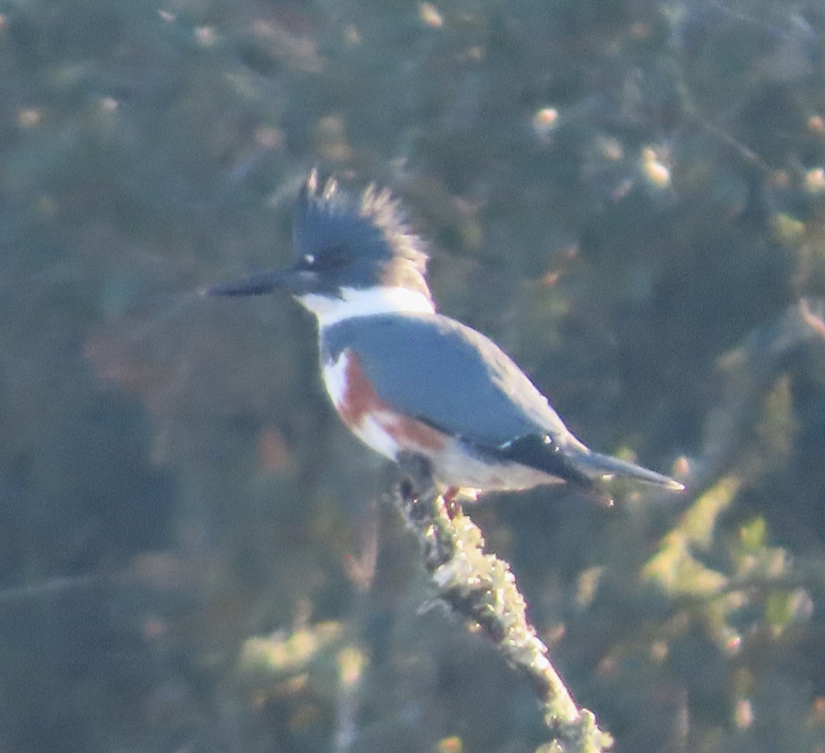 Belted Kingfisher - ML646413846