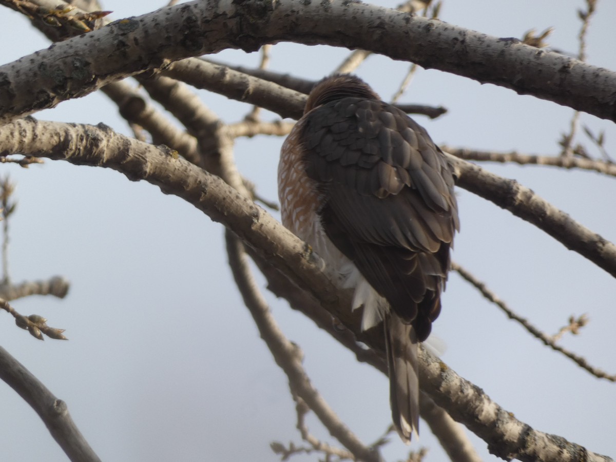 Cooper's Hawk - ML646413851