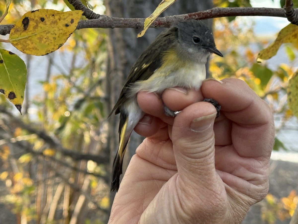 American Redstart - ML646413854