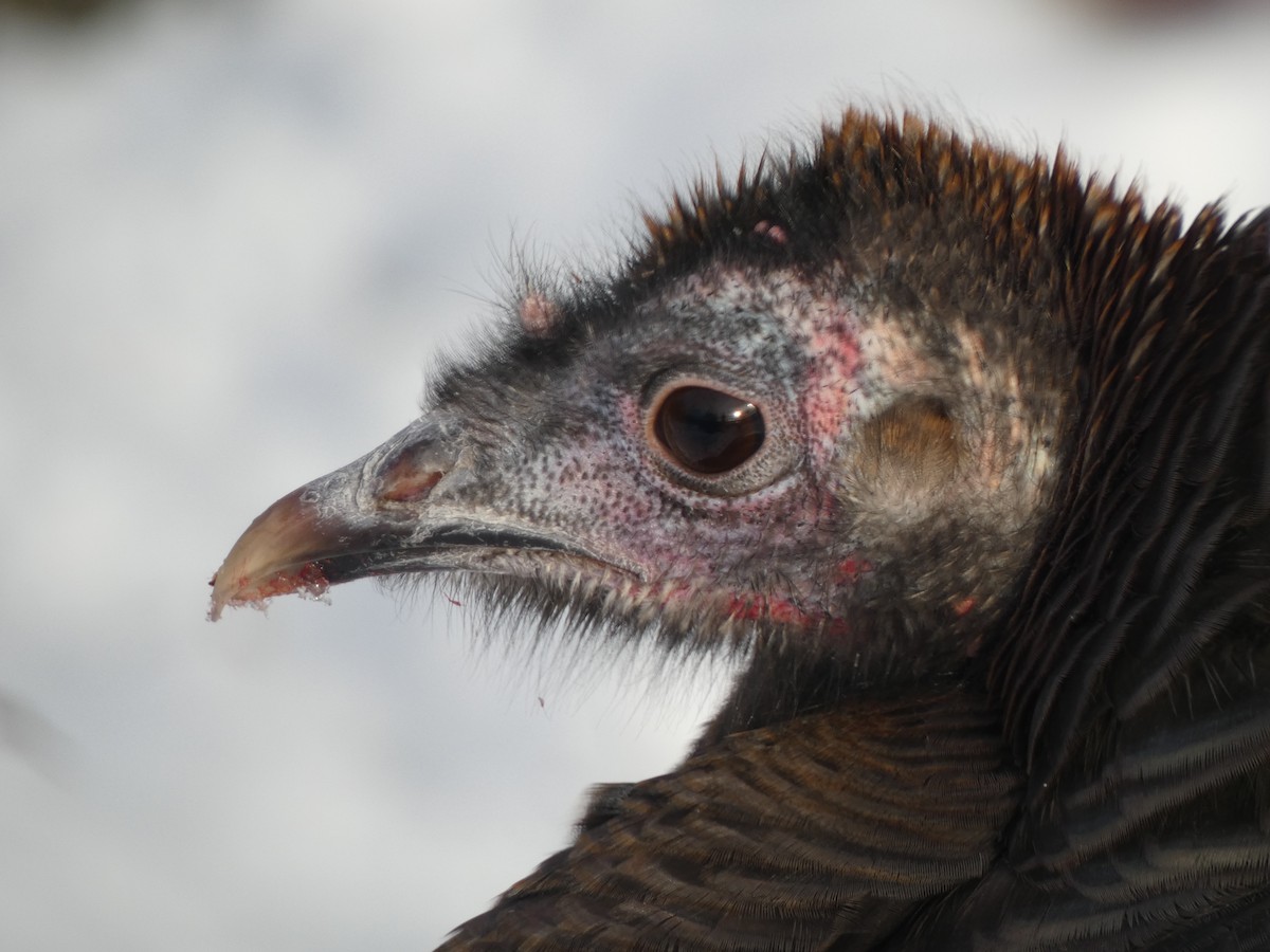 Wild Turkey - ML646413857