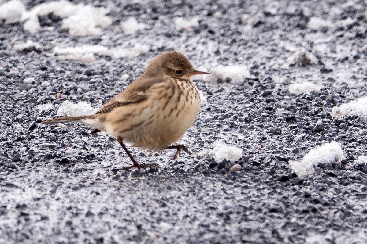 Spioncello del Pacifico - ML646413860