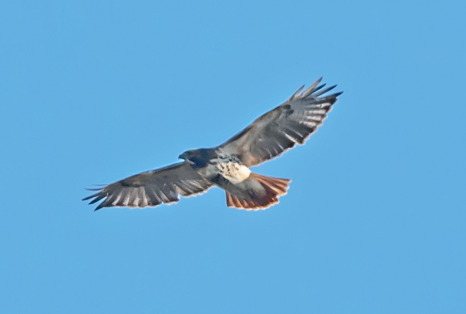 Red-tailed Hawk - ML646413862