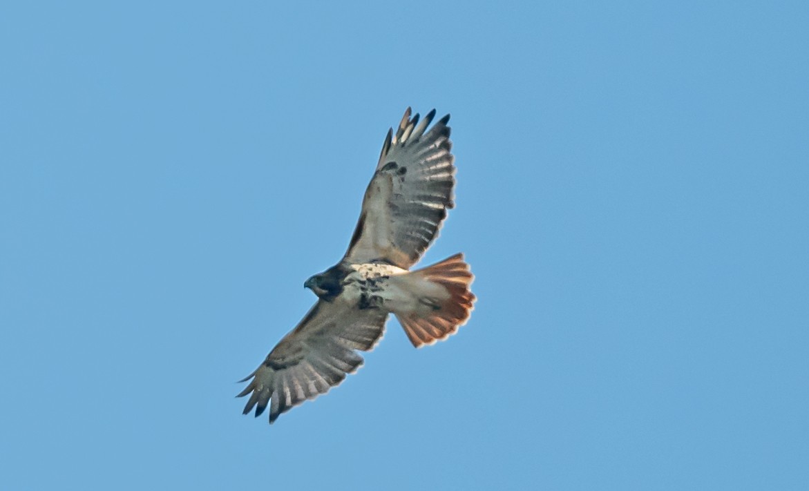 Red-tailed Hawk - ML646413863