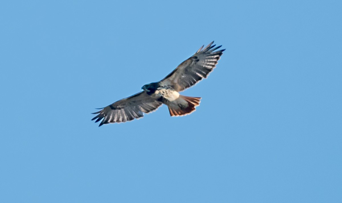 Red-tailed Hawk - ML646413865
