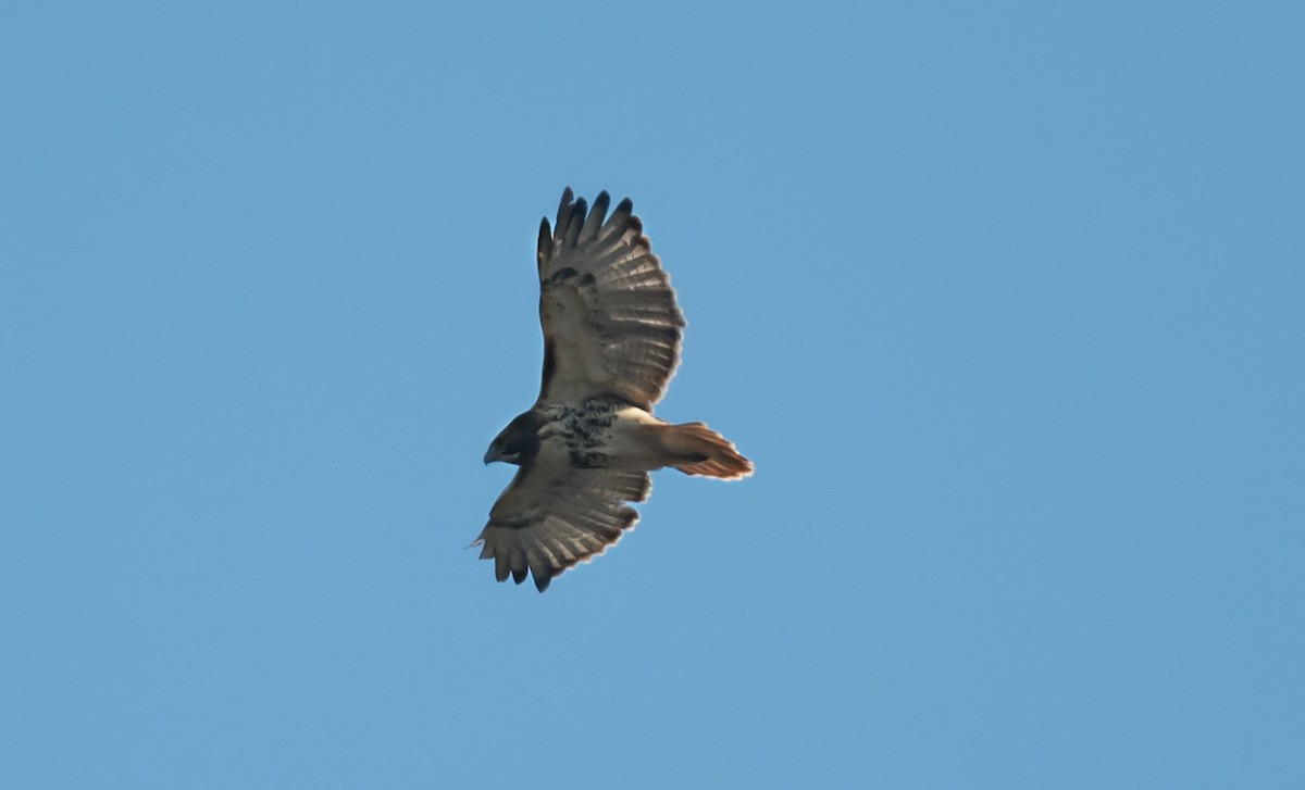 Red-tailed Hawk - ML646413866