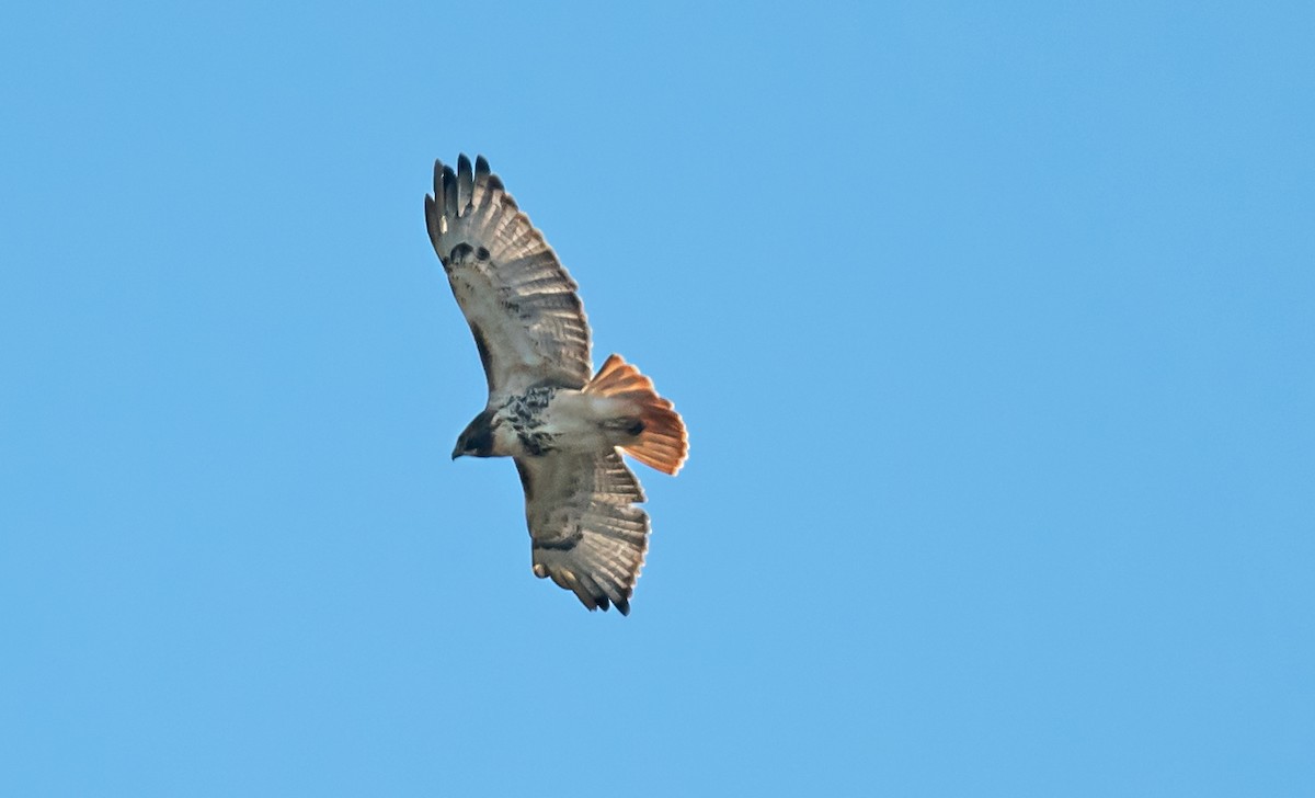 Red-tailed Hawk - ML646413867