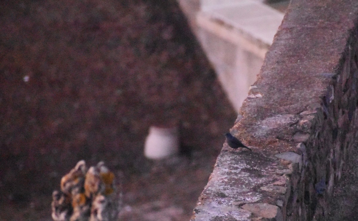 Blue Rock-Thrush - ML646413868