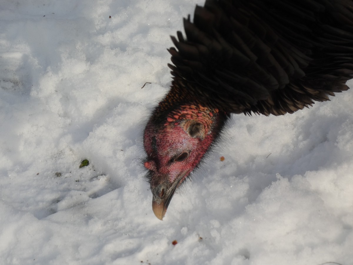 Wild Turkey - ML646413869