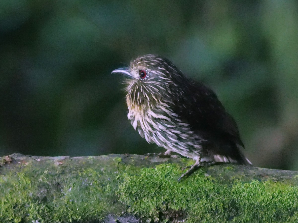 Black-streaked Puffbird - ML646413870