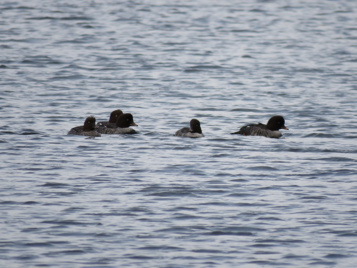 עבראש איסלנדי - ML646413873