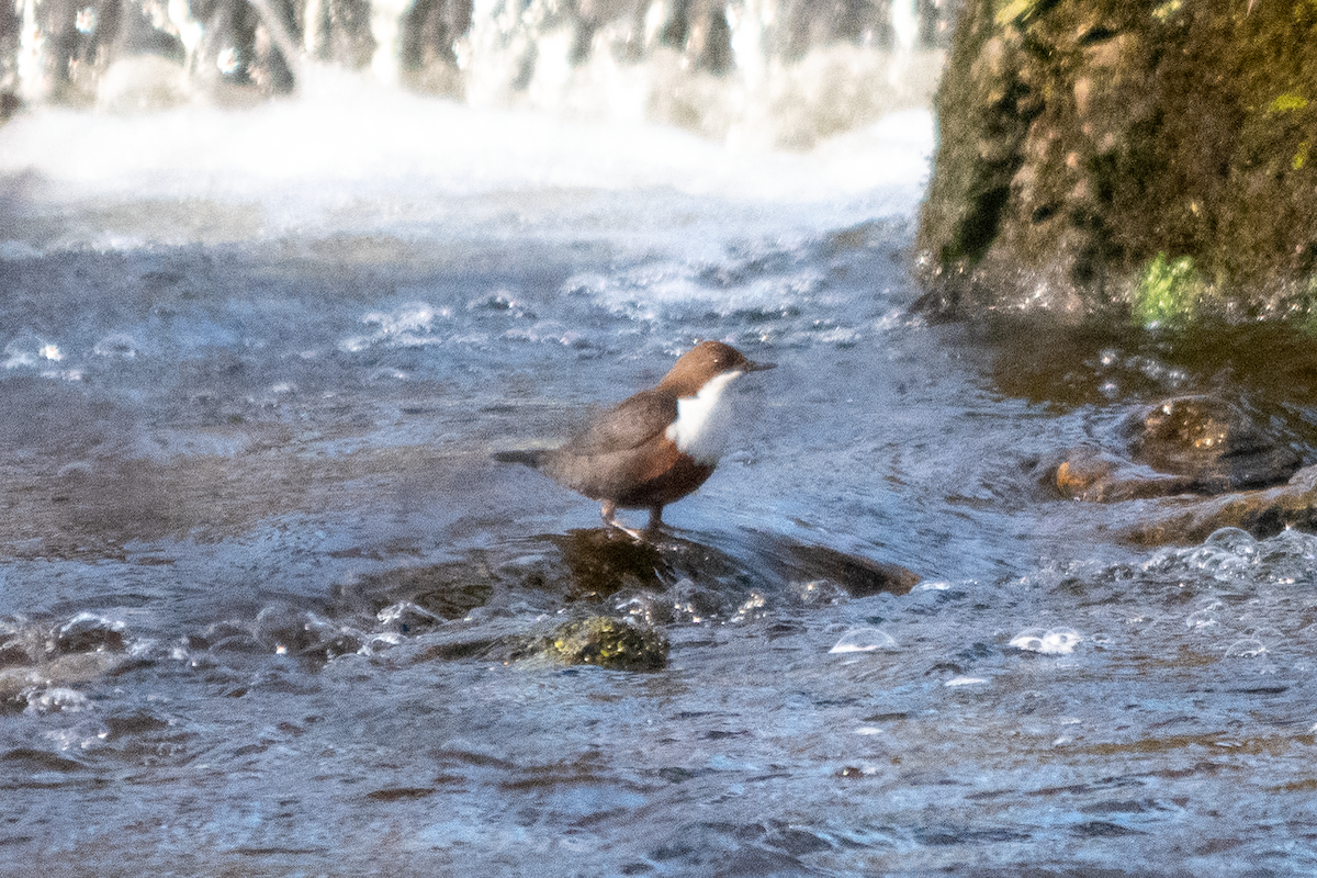 White-throated Dipper - ML646413875