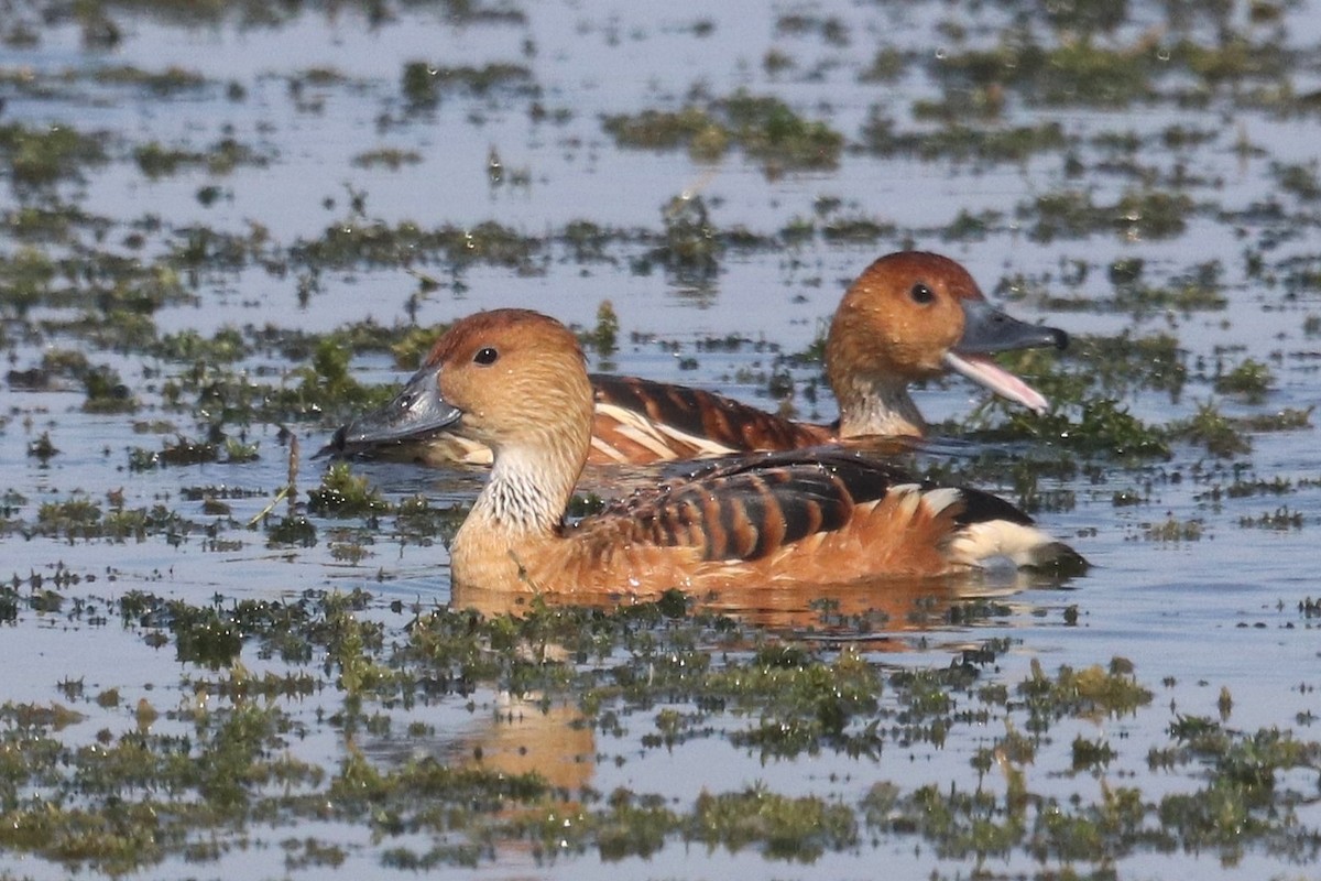 Fulvous Whistling-Duck - ML646413876