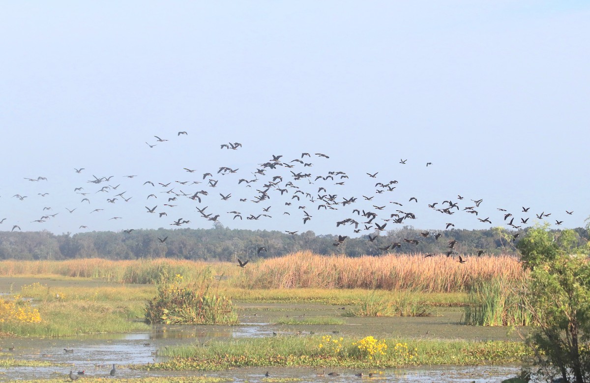 Fulvous Whistling-Duck - ML646413877