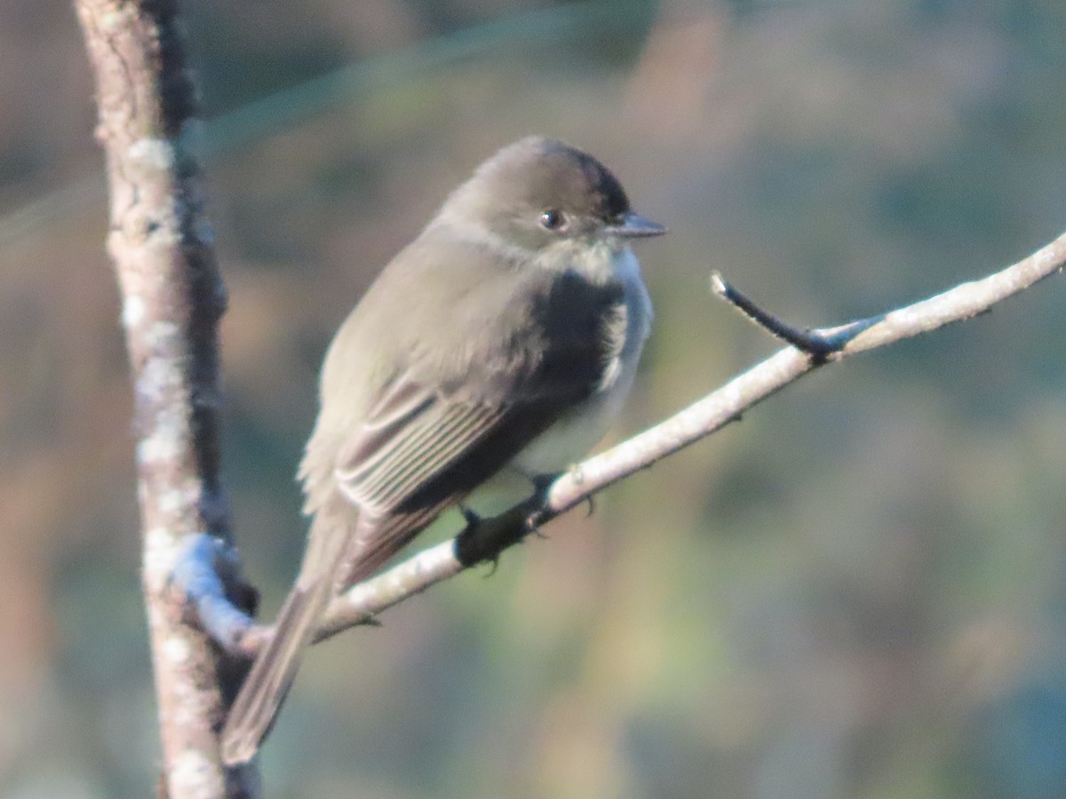 Eastern Phoebe - ML646413878