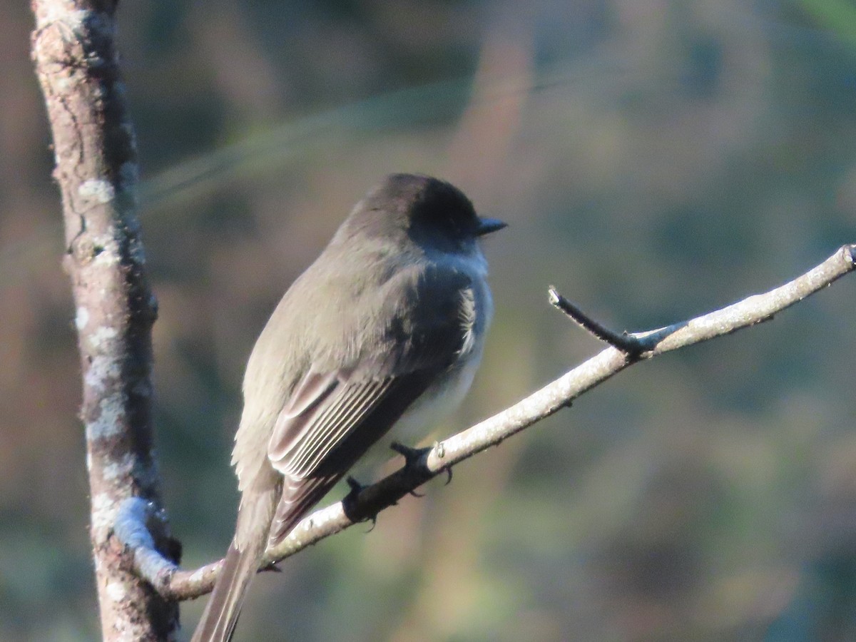Eastern Phoebe - ML646413879