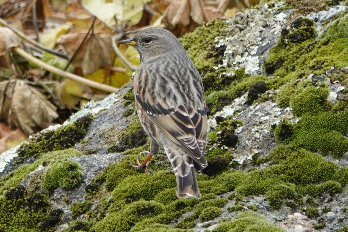Alpine Accentor - ML646413884