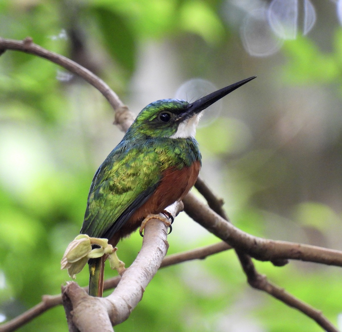 Rufous-tailed Jacamar - ML646413888