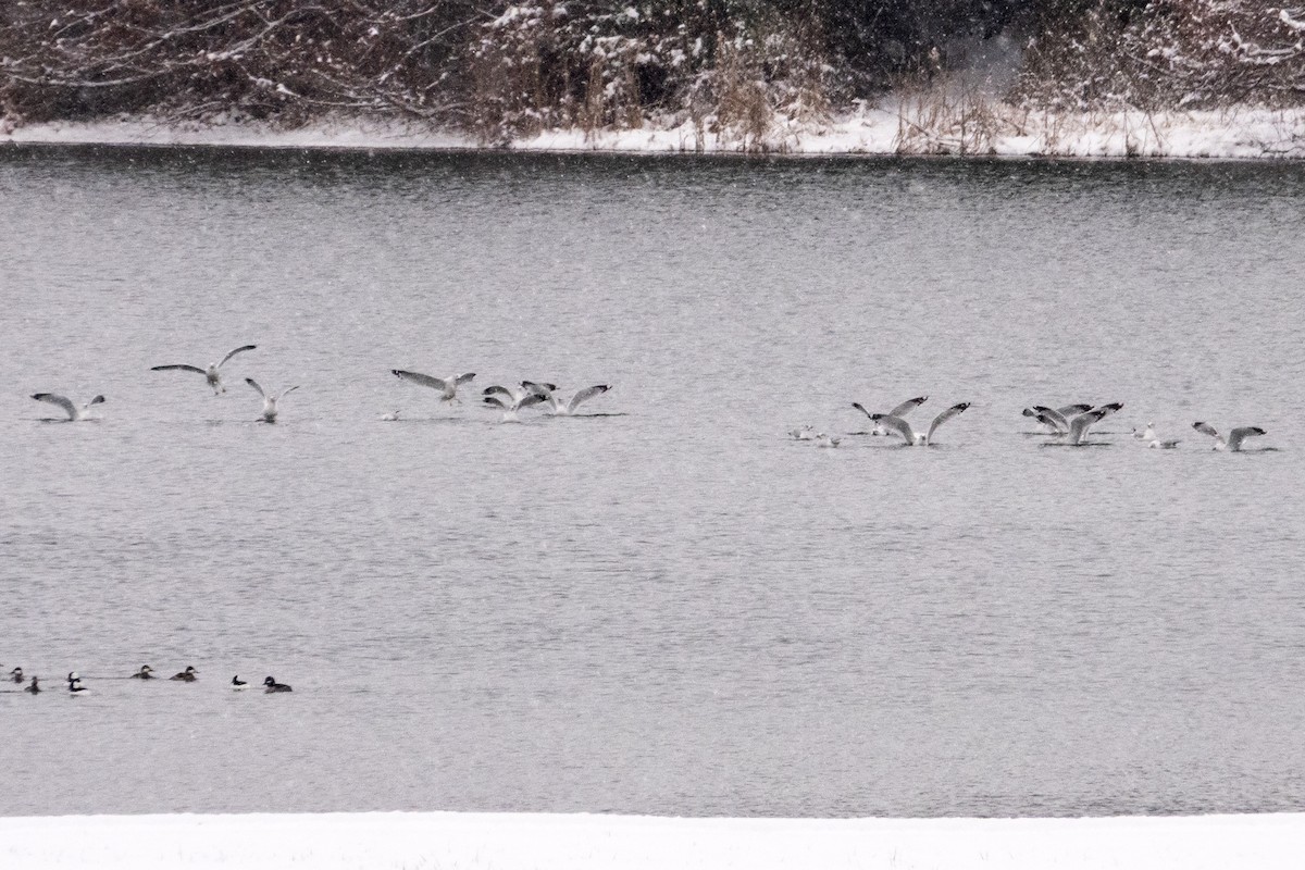 Gavina americana - ML646413890