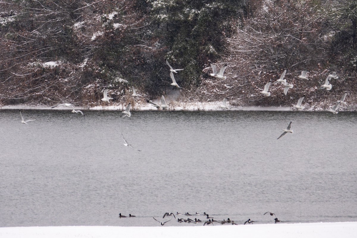 Gavina americana - ML646413891