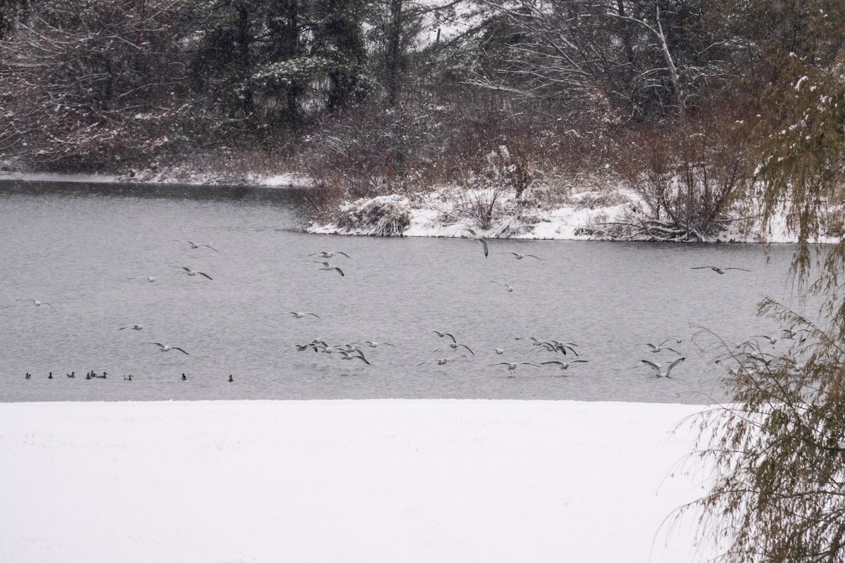 Gavina americana - ML646413892