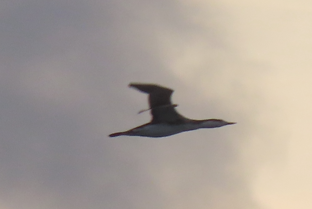 紅喉潛鳥 - ML646413901