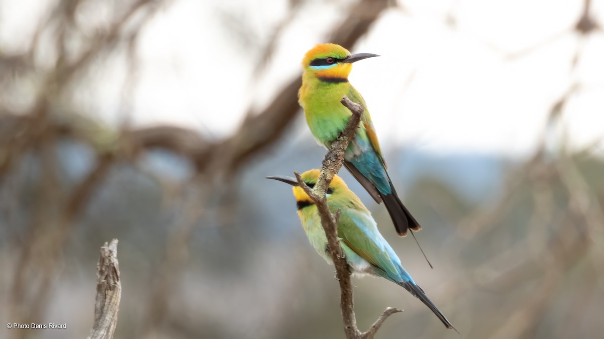Rainbow Bee-eater - ML646413902