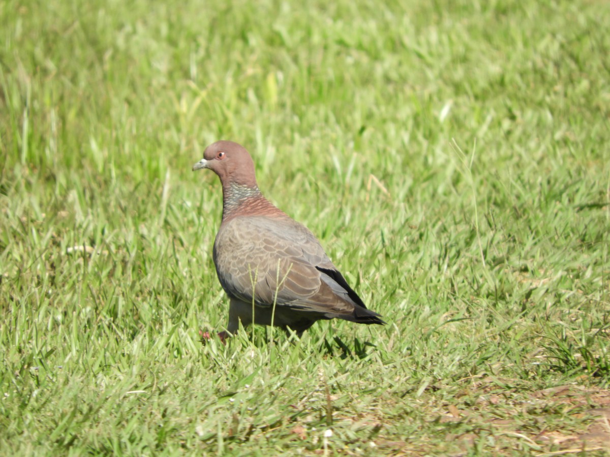 Темнохвостый голубь - ML646413903