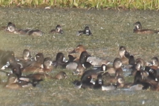 Murgilari bizkarzuria - ML646413904