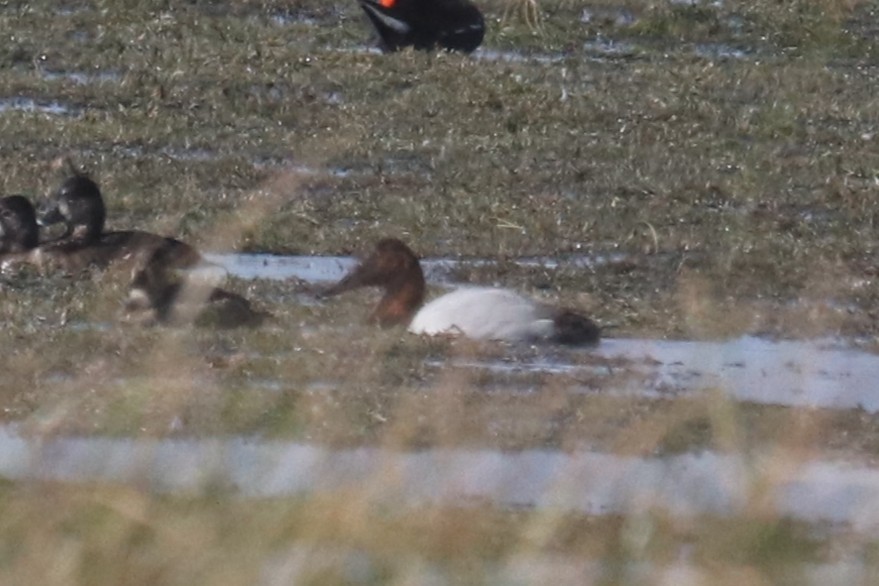 Murgilari bizkarzuria - ML646413905